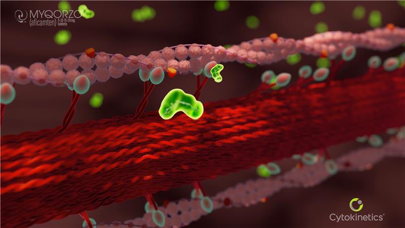Thumbnail for video: Understanding the Mechanism of Action of MYQORZO™ (aficamten) in Obstructive Hypertrophic Cardiomyopathy